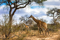 SouthAfrica2017-2-5