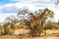 SouthAfrica2017-2-7