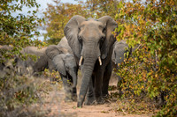 SouthAfrica2017-2-17