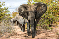 SouthAfrica2017-2-18