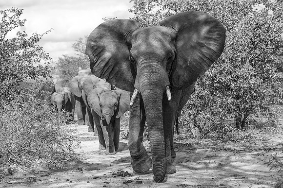 Timbavati Reserve - South Africa - Elephant Matriarch Close Encounter B&W