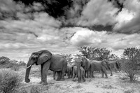 Timbavati Reserve - South Africa - "Elephant Majesty"