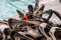 Many Mouths to Feed - Galapagos Pelicans