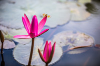 Lotus Flower Dragonfly 1 - Laos