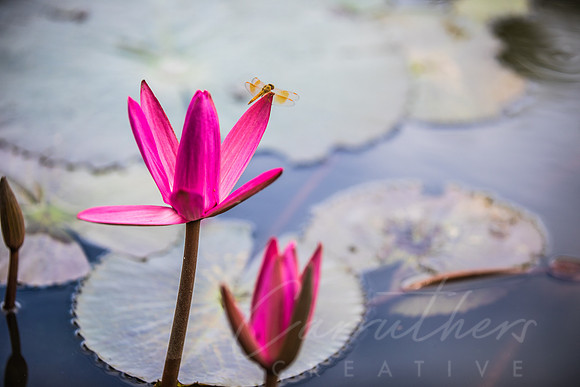 Lotus Flower Dragonfly 1 - Laos