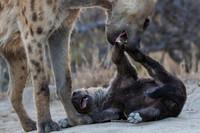 Hyena Parenting - Timbavati South Africa