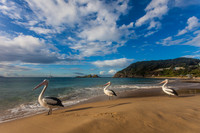 Three Amigos - Pelicans in Australia