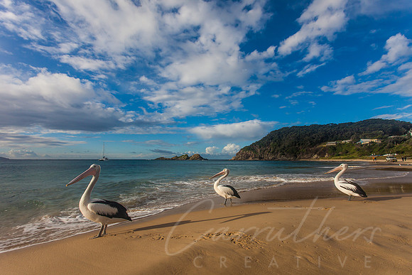 Three Amigos - Pelicans in Australia