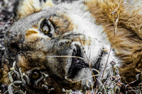 South Africa Lioness Last Breaths