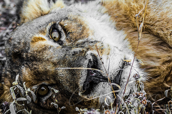 South Africa Lioness Last Breaths